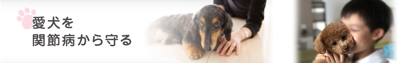 愛犬を関節病から守る。フローリングに寝そべる小型犬と寄り添う飼い主、飼い主と向かい合う小型犬