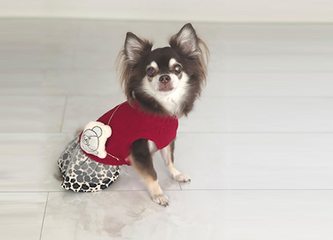 愛犬の床を施工した滑りにくいフローリングで走る小型犬